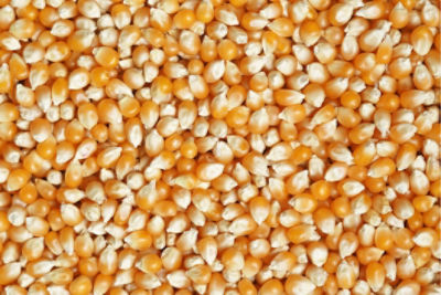 IMG-corn kernel-CN-V1.jpg